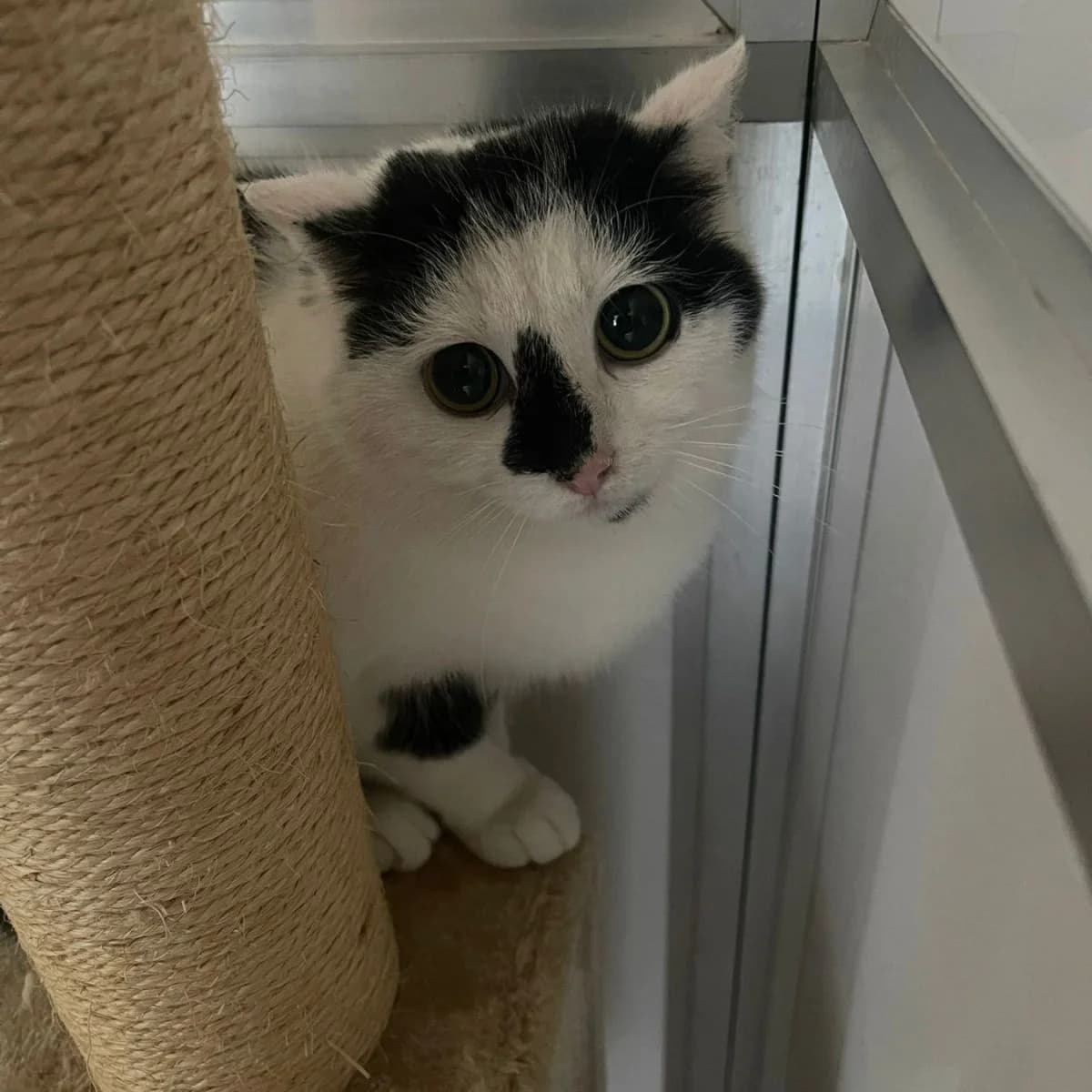 Panda, female Mixed Breed for adoption at Pootjesparadijs Dierenopvangcentrum Zemst