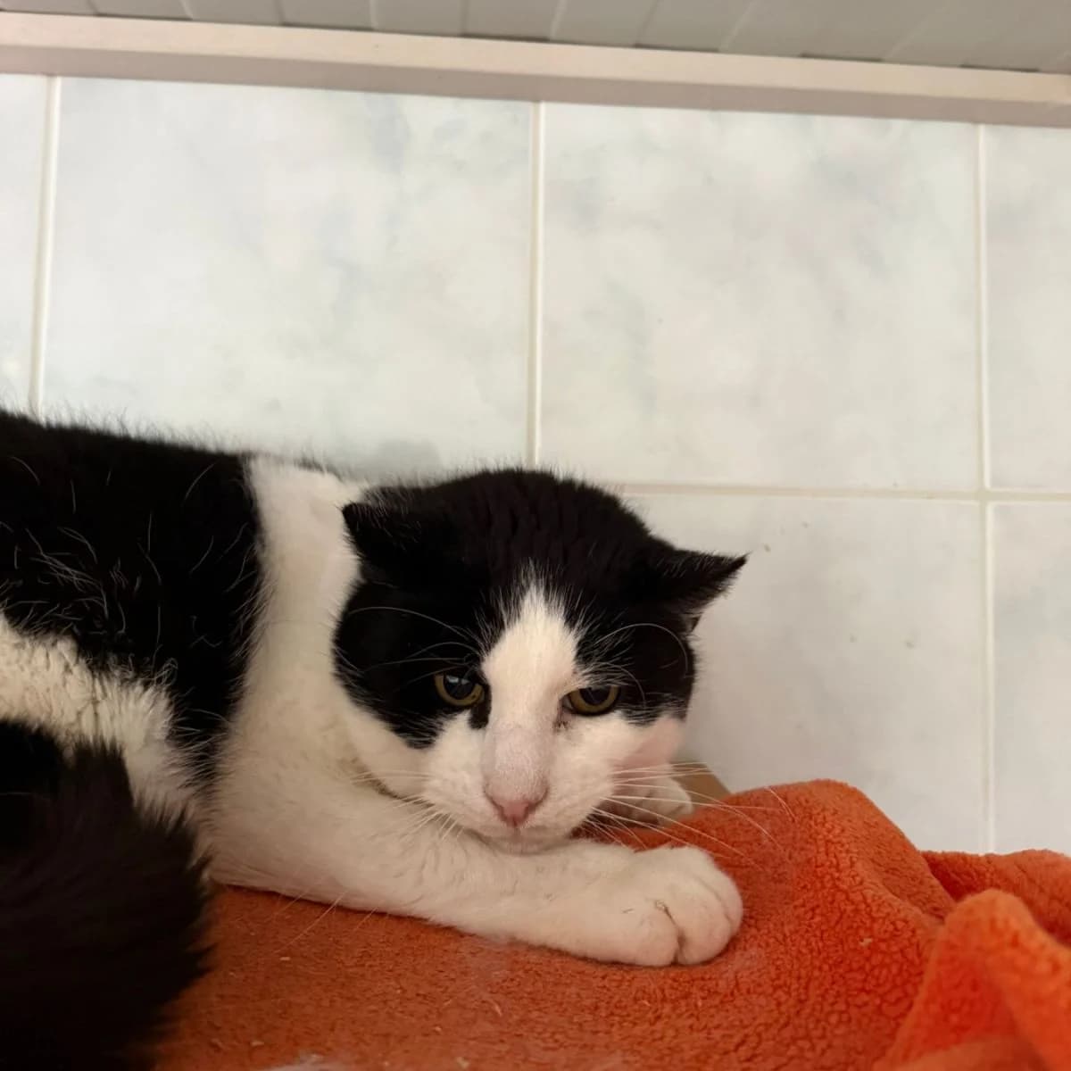 Loui, male Mixed Breed for adoption at Pootjesparadijs Dierenopvangcentrum Zemst