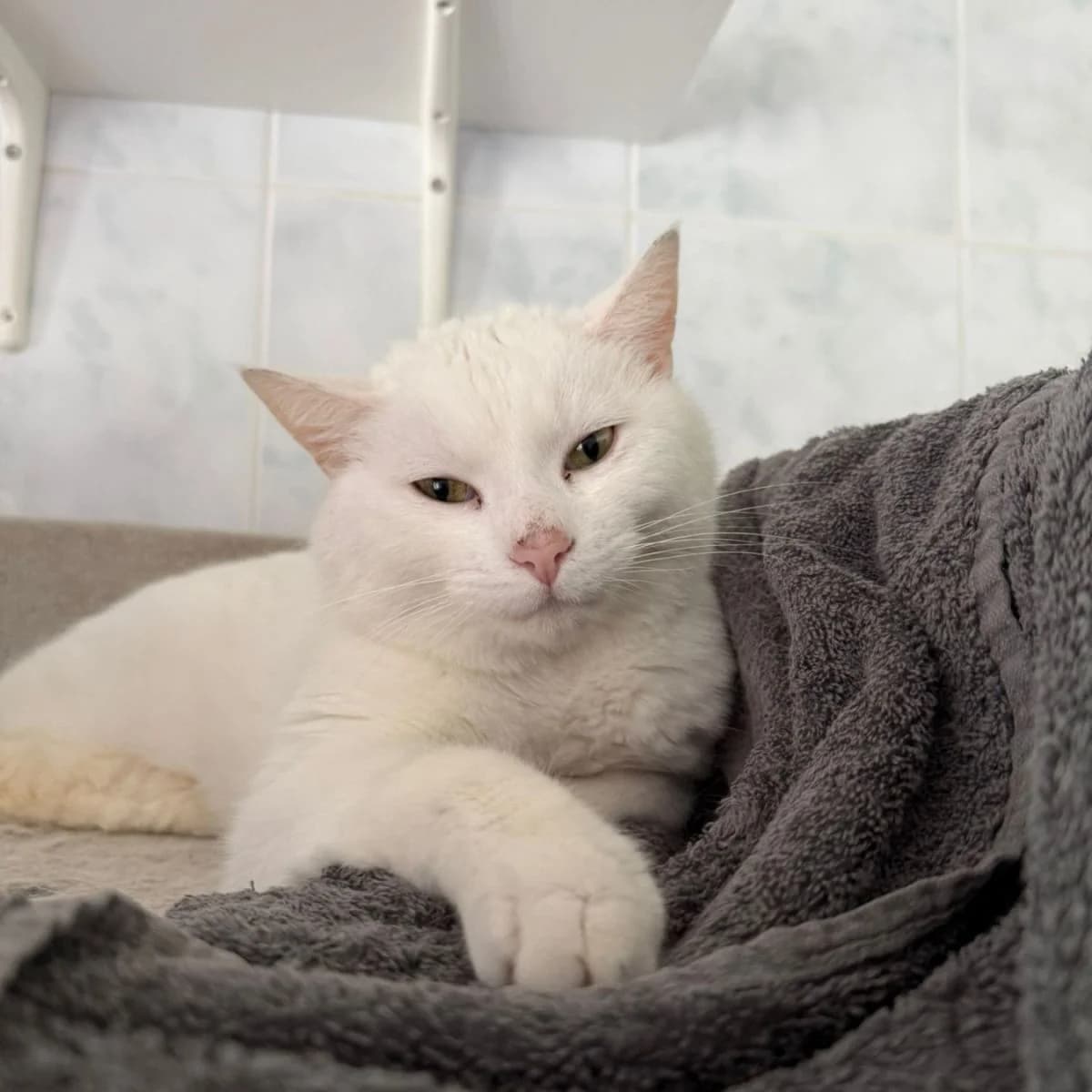 Split, male Mixed Breed for adoption at Pootjesparadijs Dierenopvangcentrum Zemst