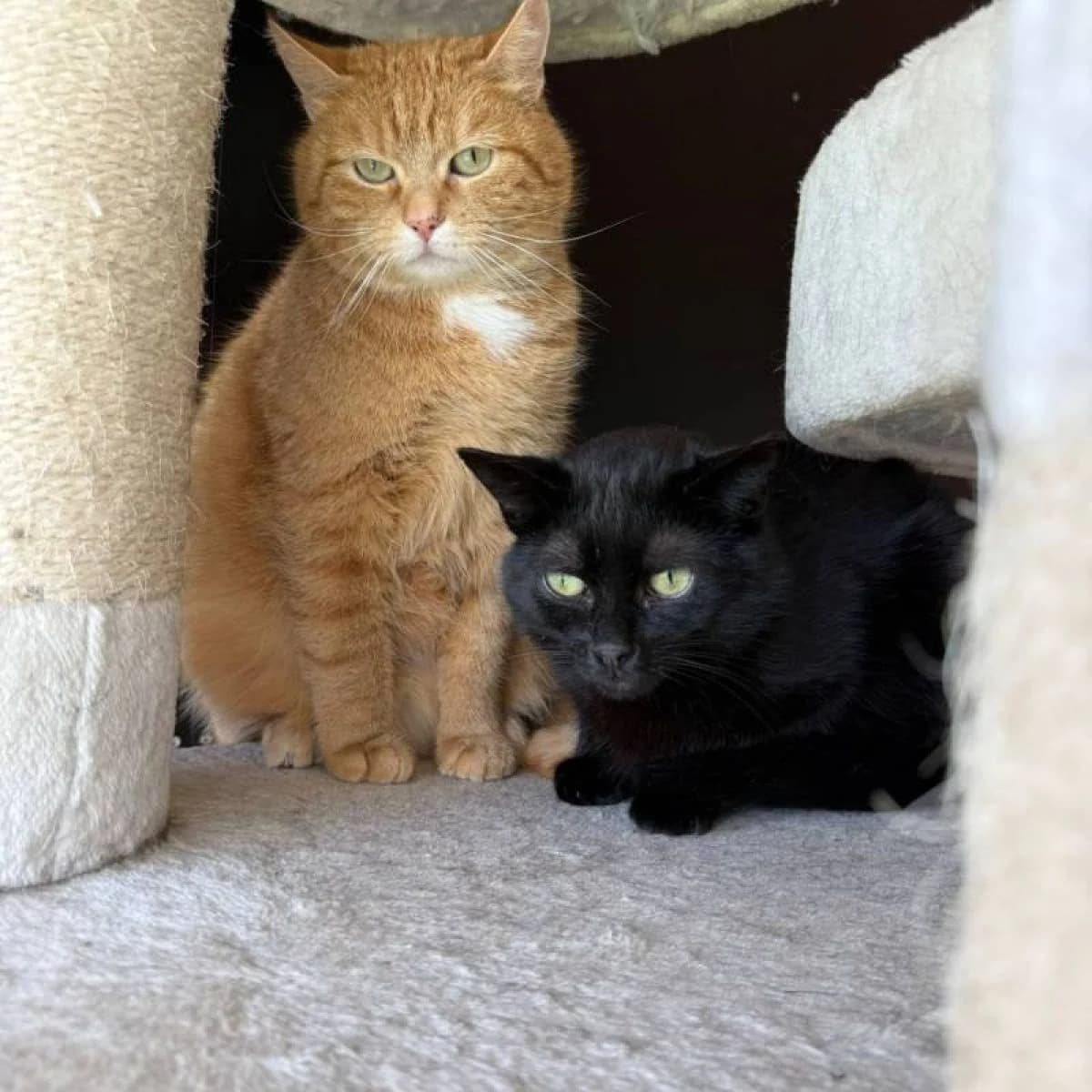 Calippo & Will, male Mixed Breed for adoption at Pootjesparadijs Dierenopvangcentrum Zemst