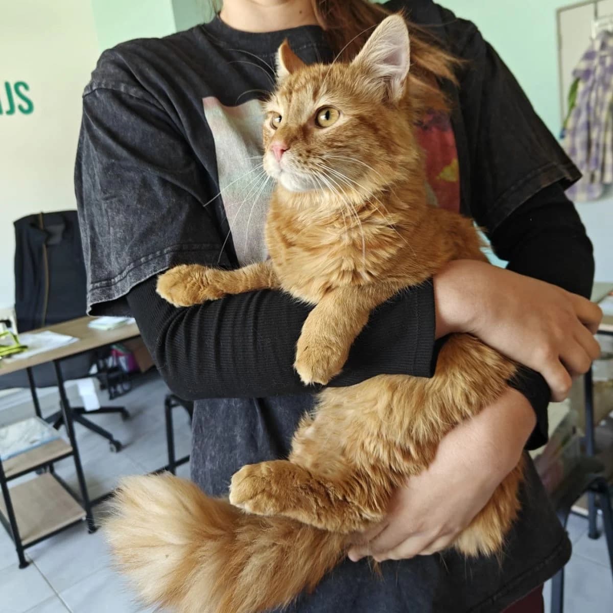 Jeep, male Mixed Breed for adoption at Pootjesparadijs Dierenopvangcentrum Zemst