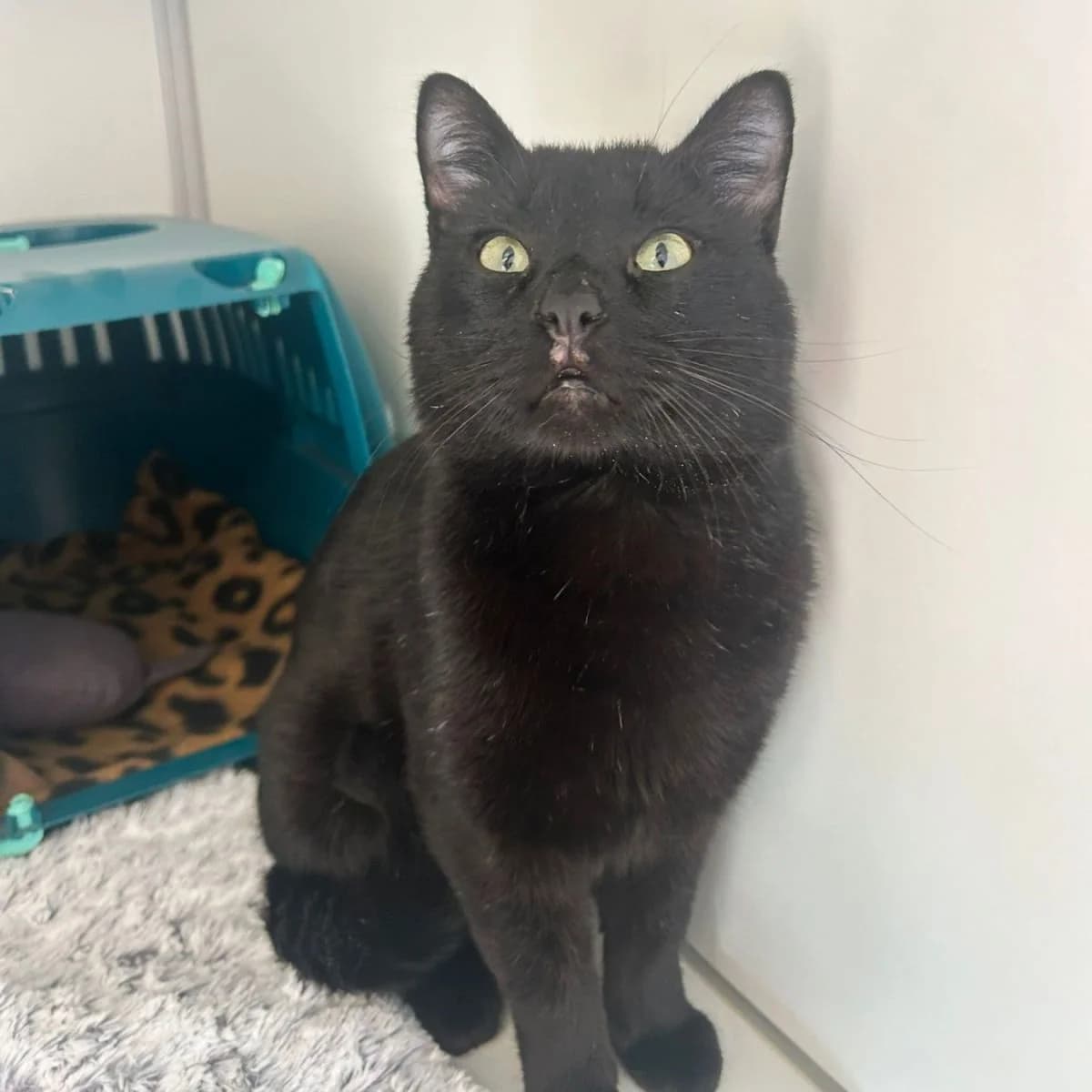 Bentley, zwart male Mixed Breed for adoption at Pootjesparadijs Dierenopvangcentrum Zemst