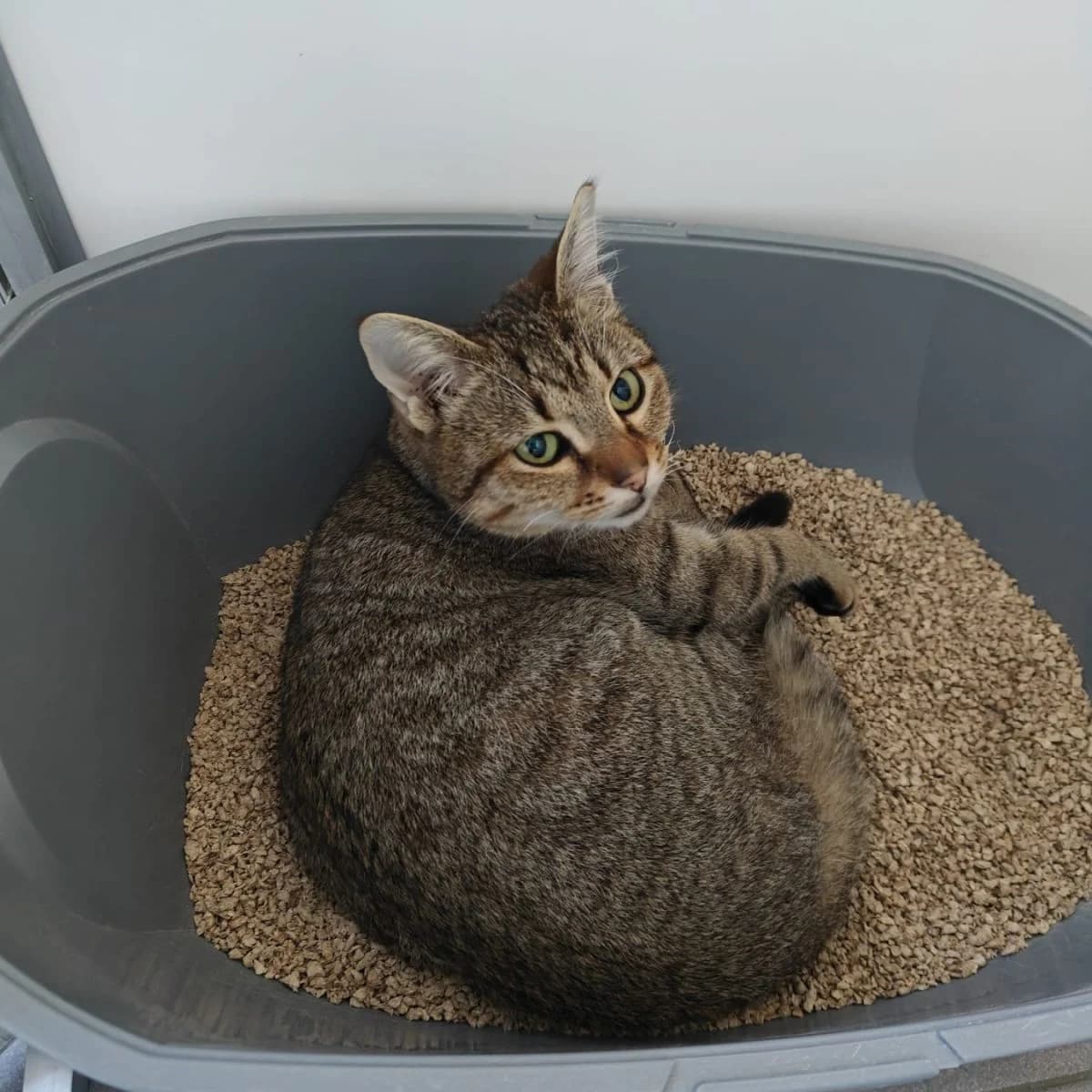 Lexy, female Mixed Breed for adoption at Pootjesparadijs Dierenopvangcentrum Zemst