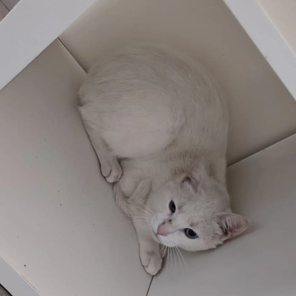 Suzuki, wit male Mixed Breed for adoption at Pootjesparadijs Dierenopvangcentrum Zemst