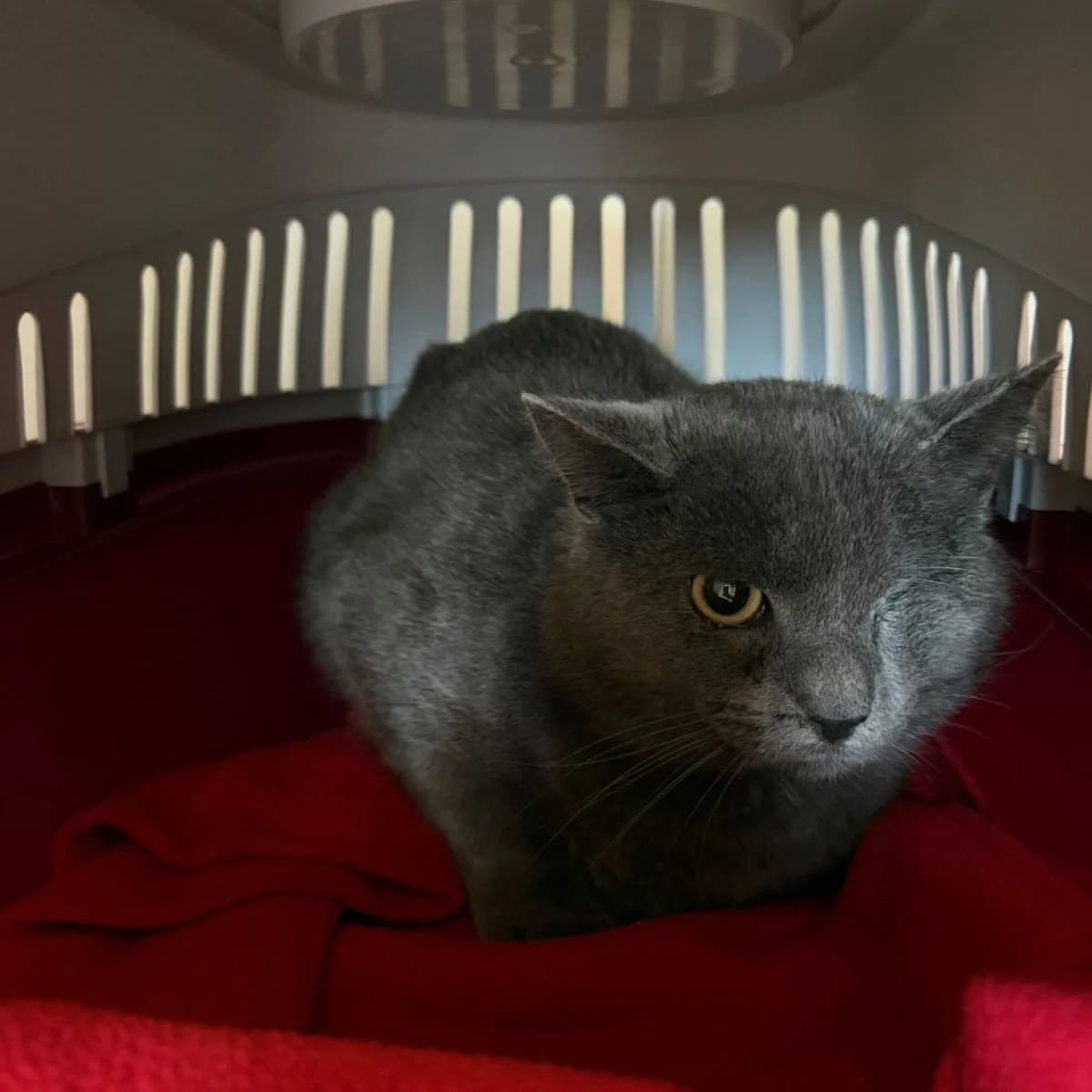 Cupra, grijs male Mixed Breed for adoption at Pootjesparadijs Dierenopvangcentrum Zemst