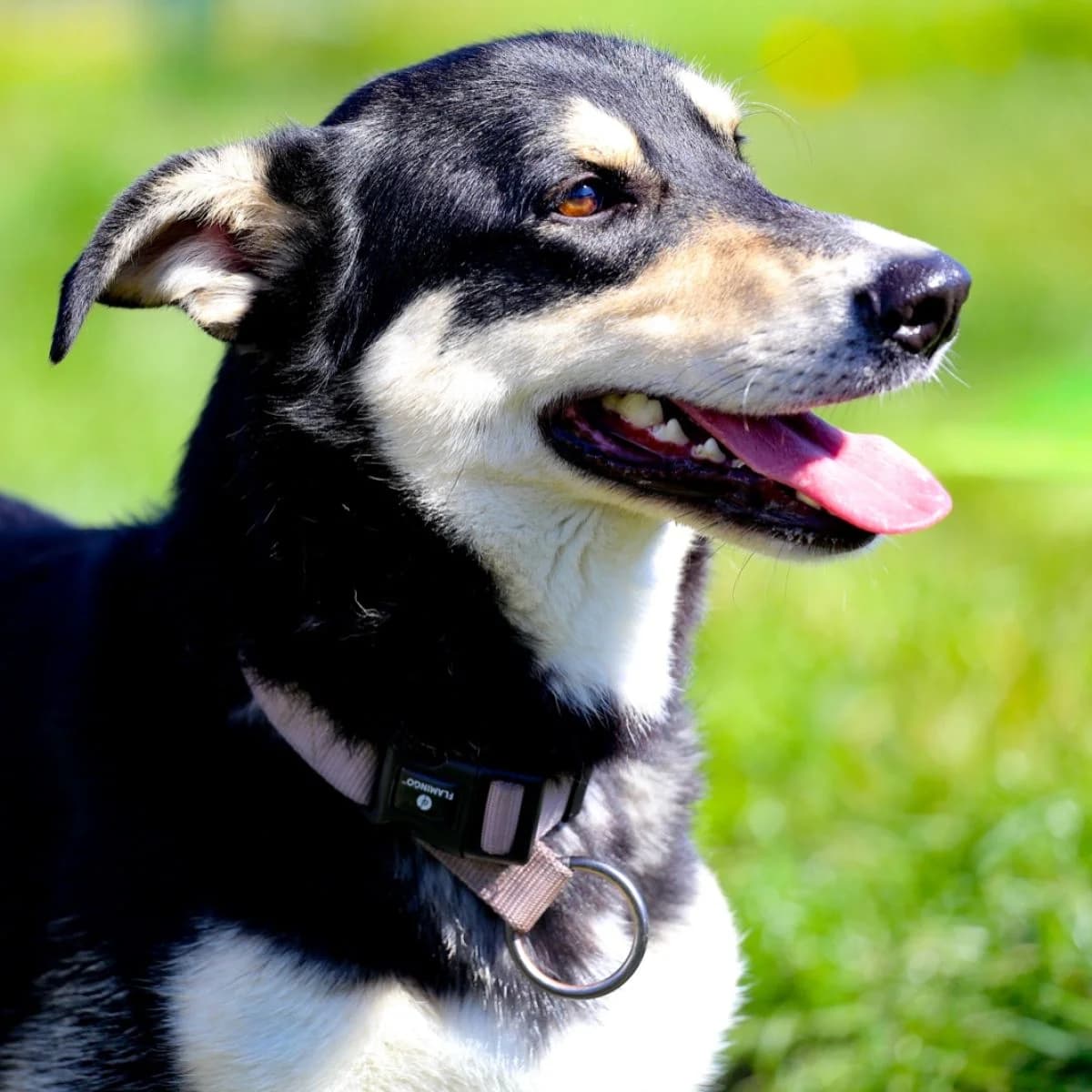 Sirius, male Mixed Breed for adoption at Pootjesparadijs Dierenopvangcentrum Zemst