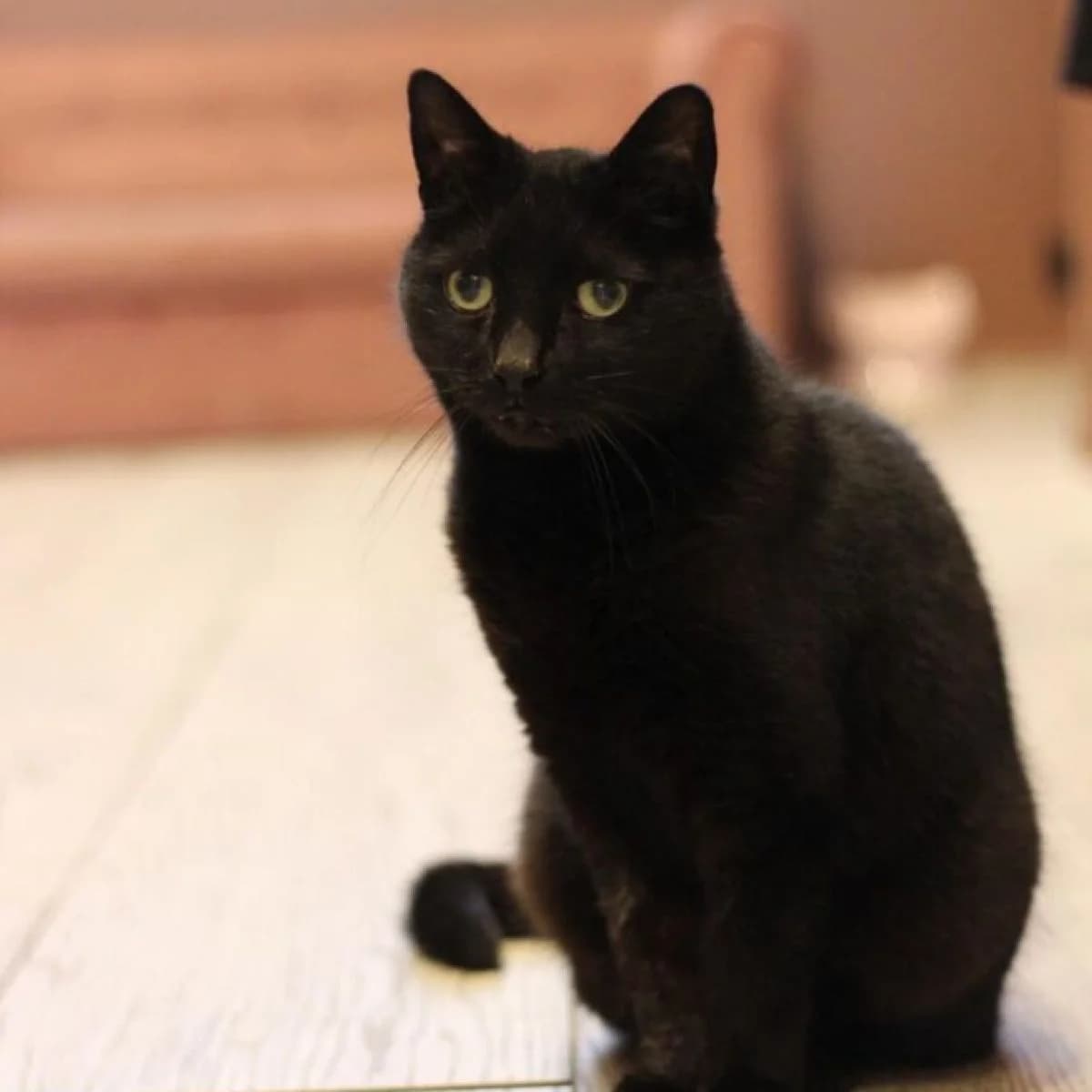 Pitou, female Mixed Breed for adoption at Pootjesparadijs Dierenopvangcentrum Zemst