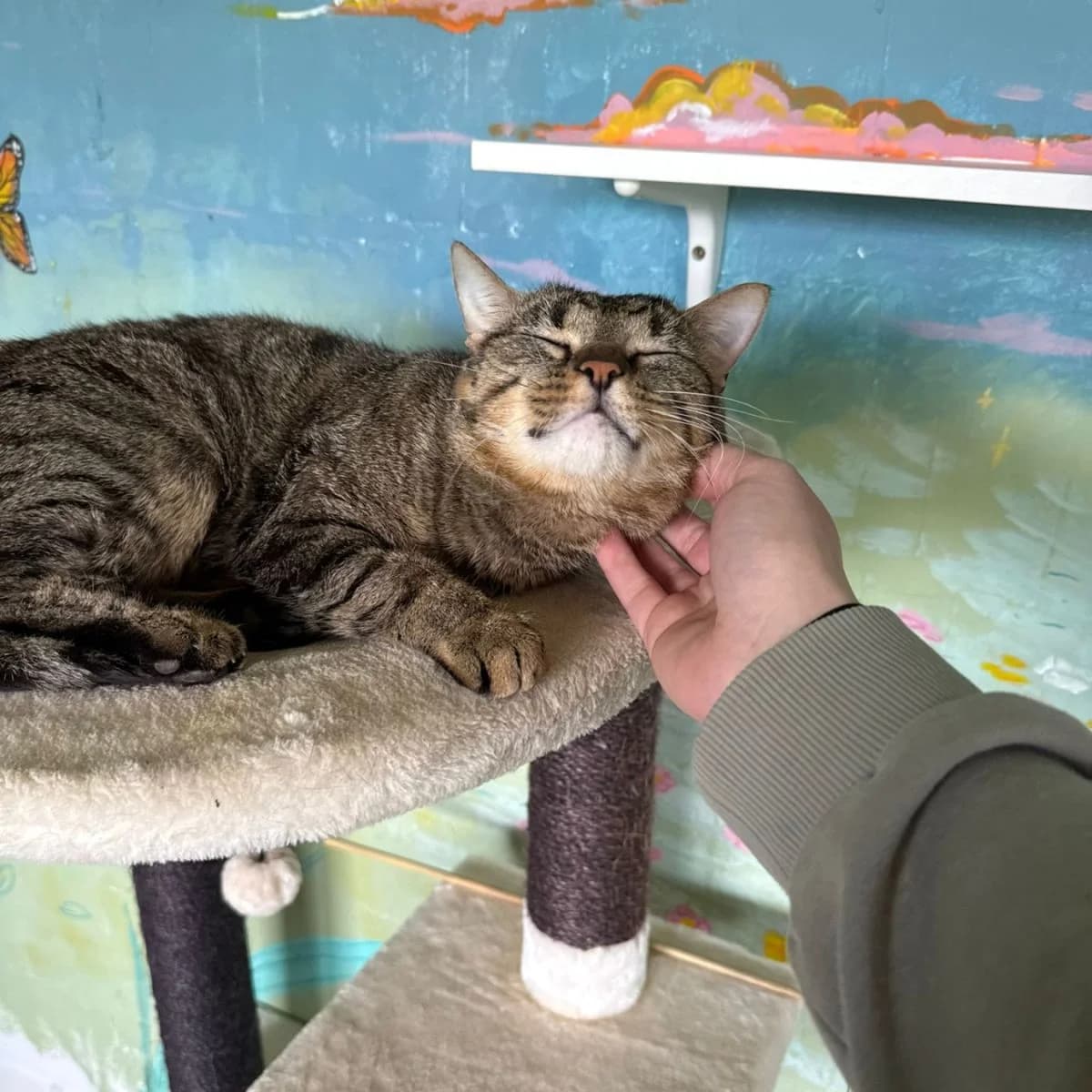 Gelato, male Mixed Breed for adoption at Pootjesparadijs Dierenopvangcentrum Zemst