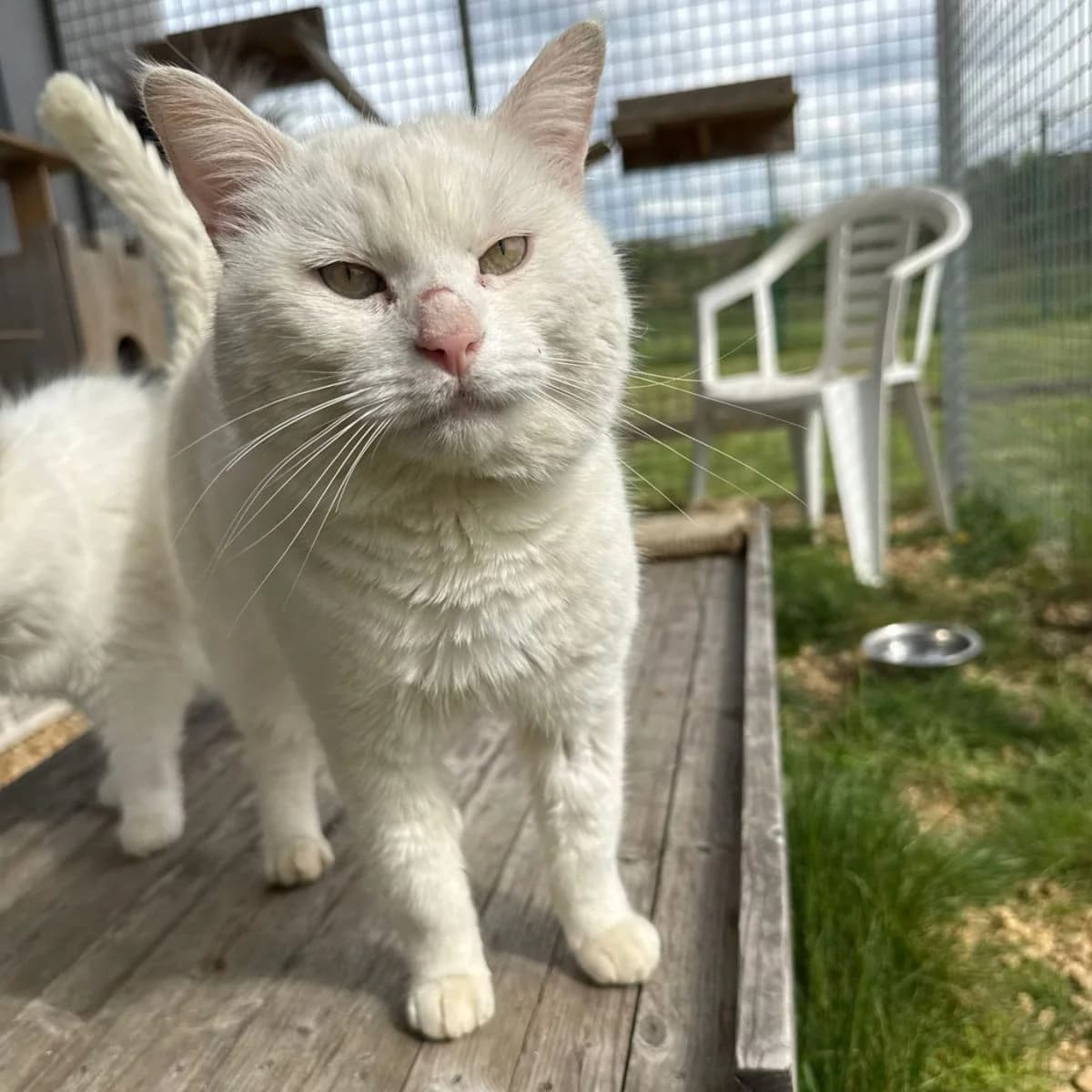 Snowy, male Mixed Breed for adoption at Pootjesparadijs Dierenopvangcentrum Zemst