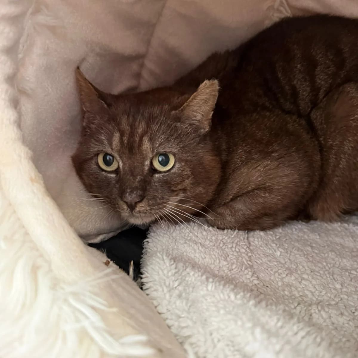 Jaguar, male Mixed Breed for adoption at Pootjesparadijs Dierenopvangcentrum Zemst