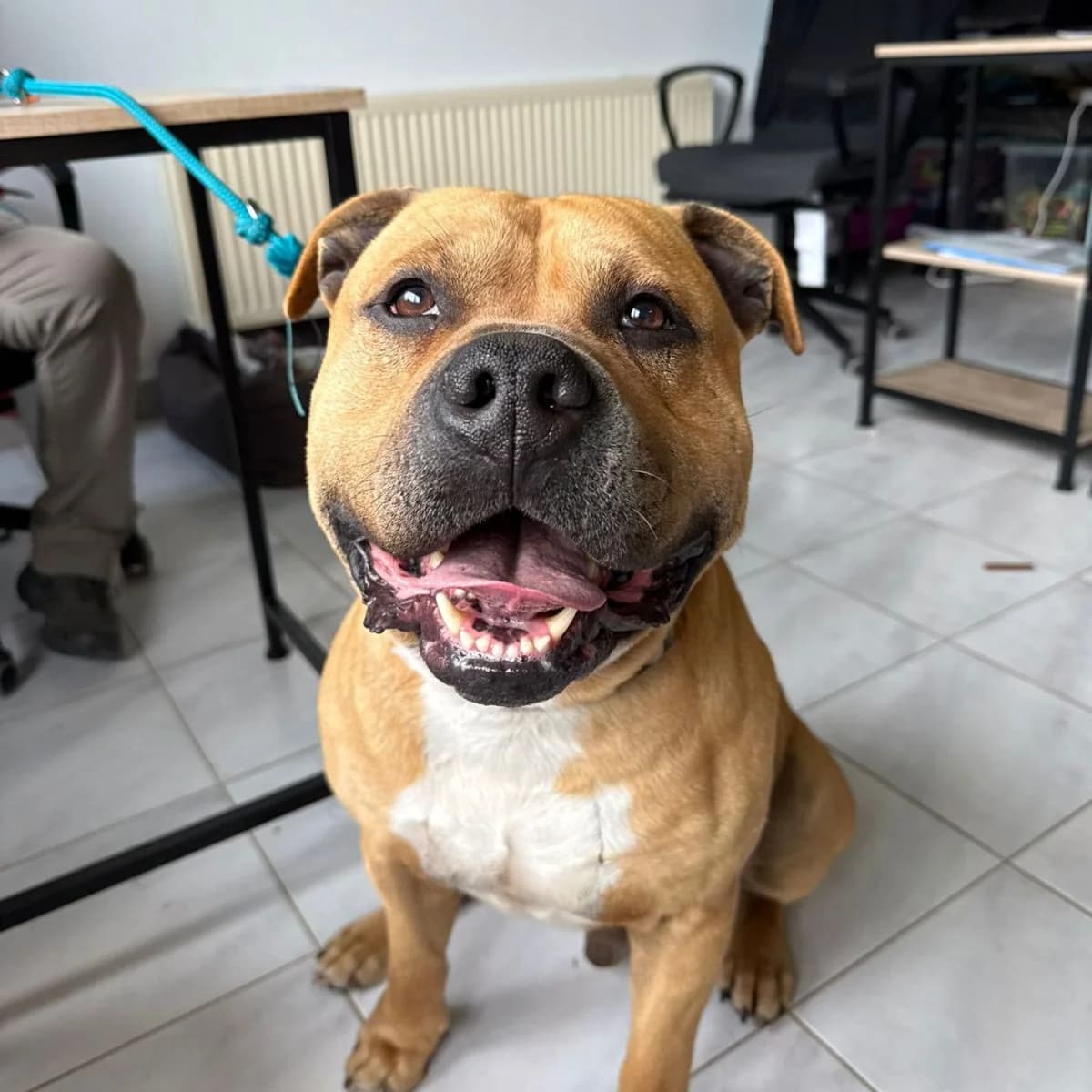 Milo, male Mixed Breed for adoption at Pootjesparadijs Dierenopvangcentrum Zemst