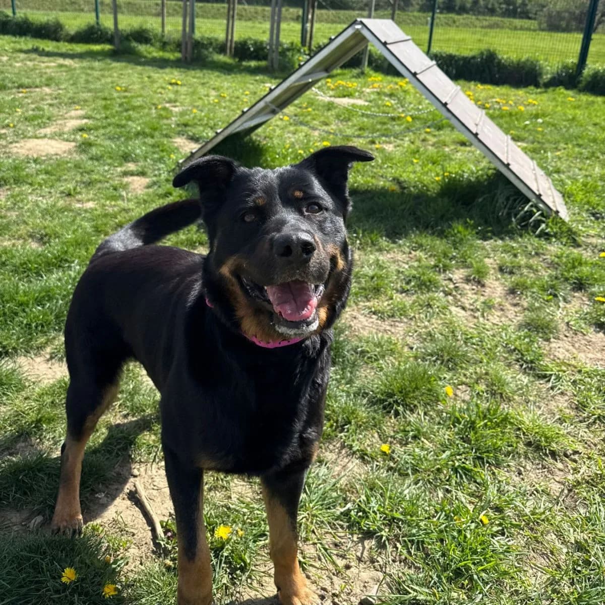 Tokio, female Mixed Breed for adoption at Pootjesparadijs Dierenopvangcentrum Zemst