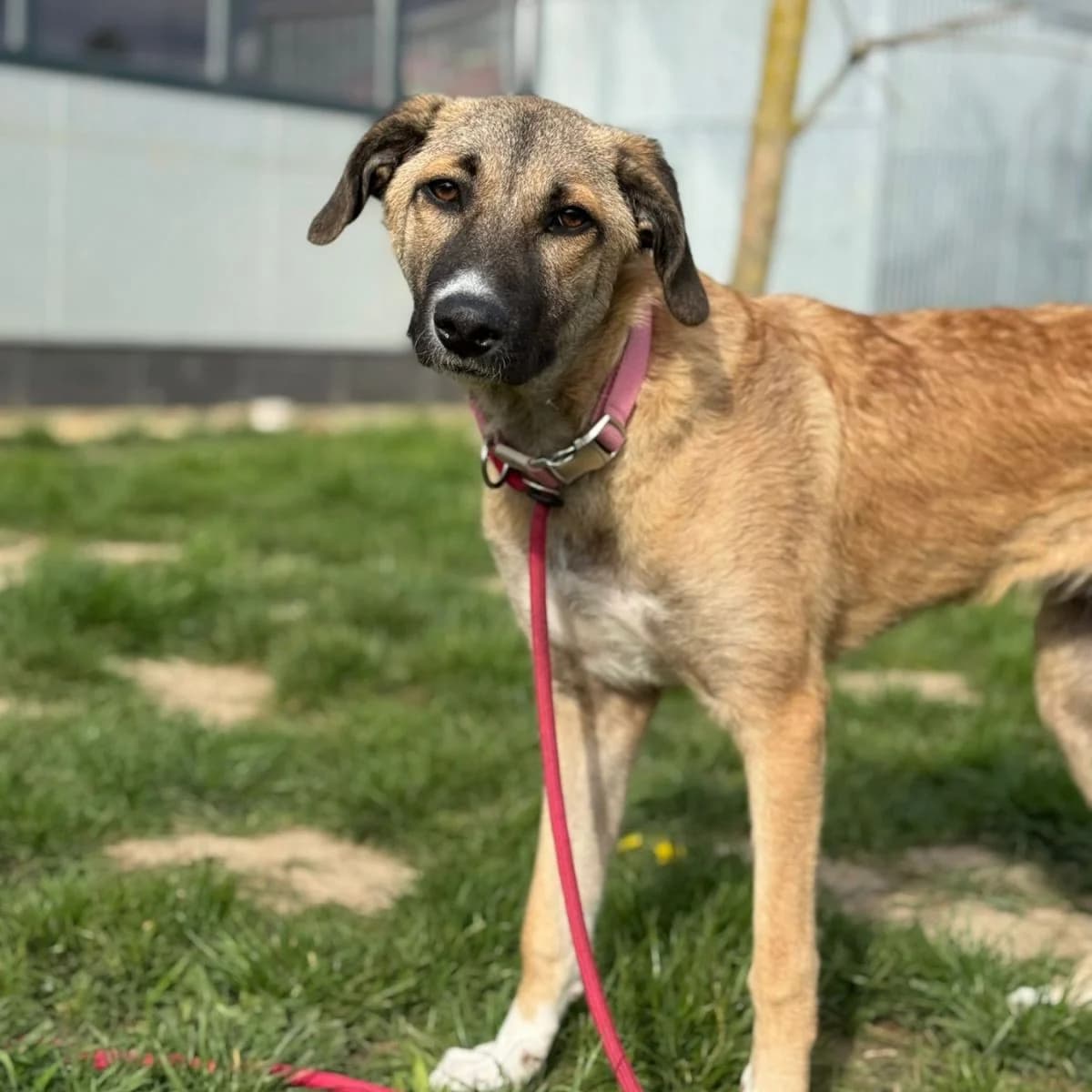Siri, male senior Mixed Breed for adoption at A.D.A. Noguera