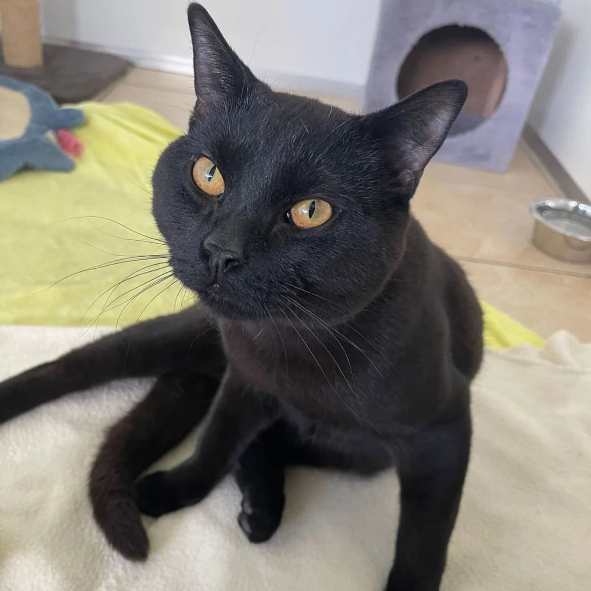 Romeo, male Mixed Breed for adoption at Pootjesparadijs Dierenopvangcentrum Zemst