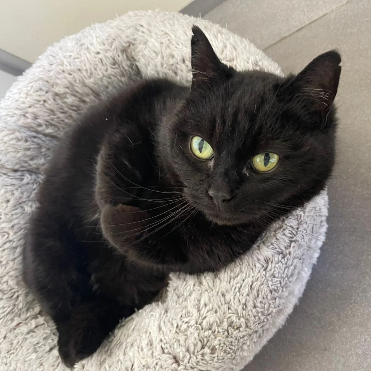 Yoda, female senior Mixed Breed for adoption at Pootjesparadijs Dierenopvangcentrum Zemst