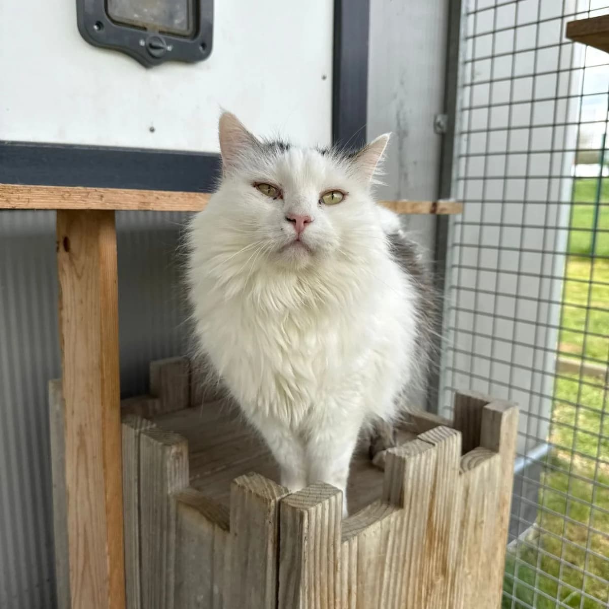 Gertje, male senior Mixed Breed for adoption at Pootjesparadijs Dierenopvangcentrum Zemst