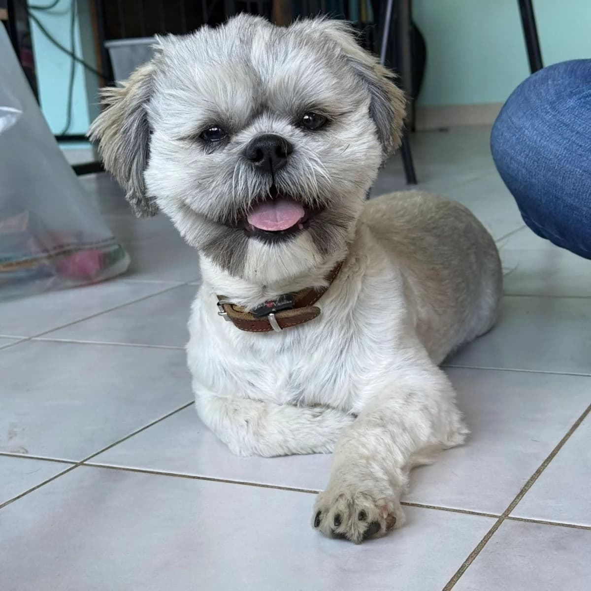 Toby, male 4yo Mixed Breed for adoption at Pootjesparadijs Dierenopvangcentrum Zemst