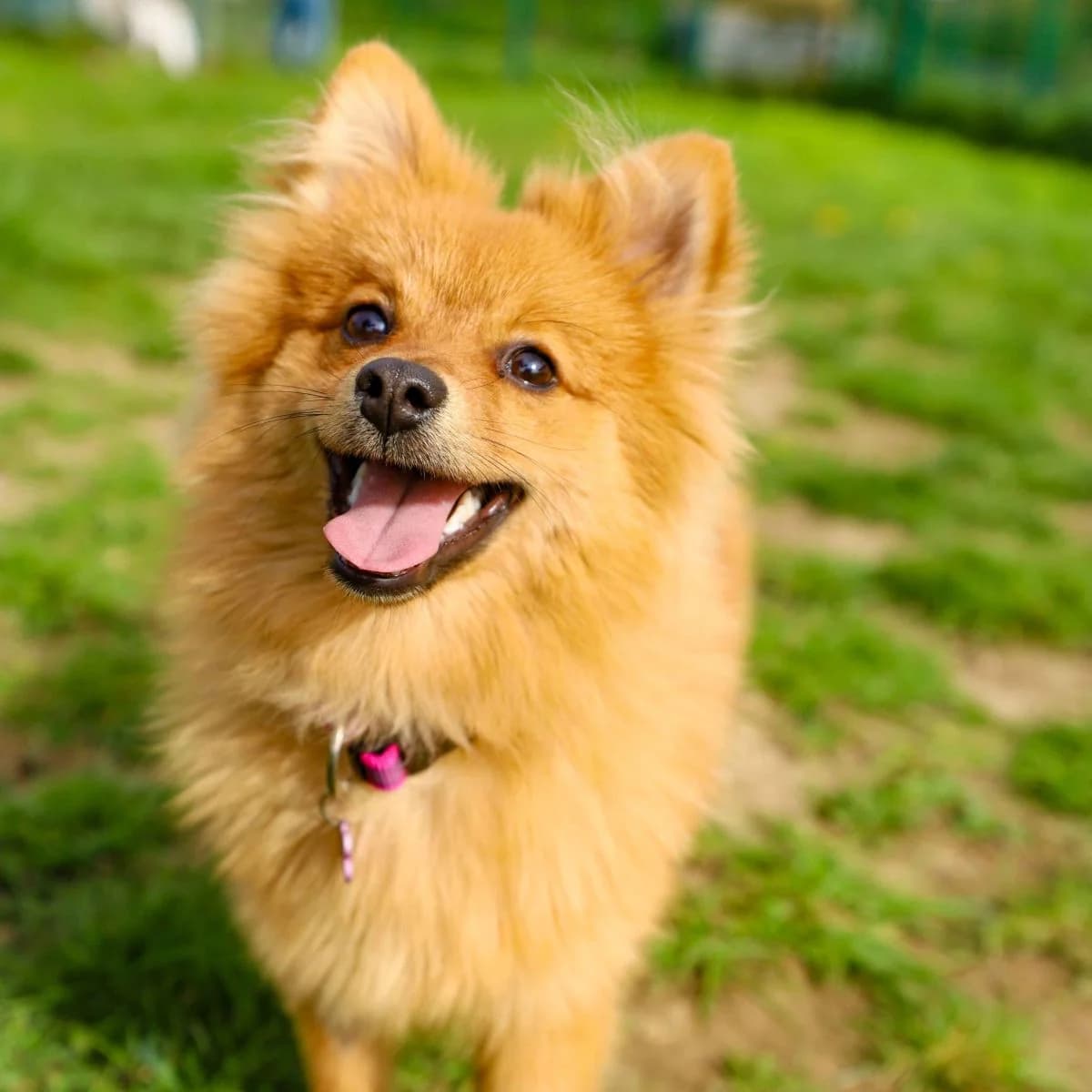 Simba, male puppy Mixed Breed for adoption at Pootjesparadijs Dierenopvangcentrum Zemst