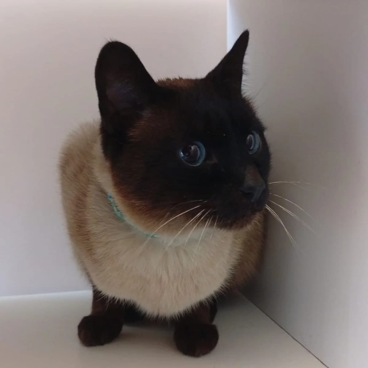 Gojo, male 6yo Mixed Breed for adoption at Pootjesparadijs Dierenopvangcentrum Zemst