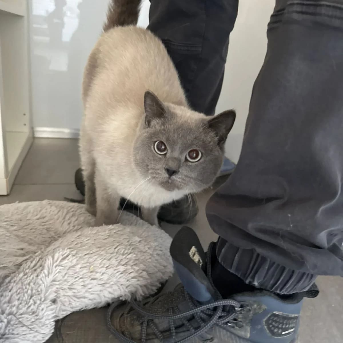 Bronco, male young Mixed Breed for adoption at Pootjesparadijs Dierenopvangcentrum Zemst