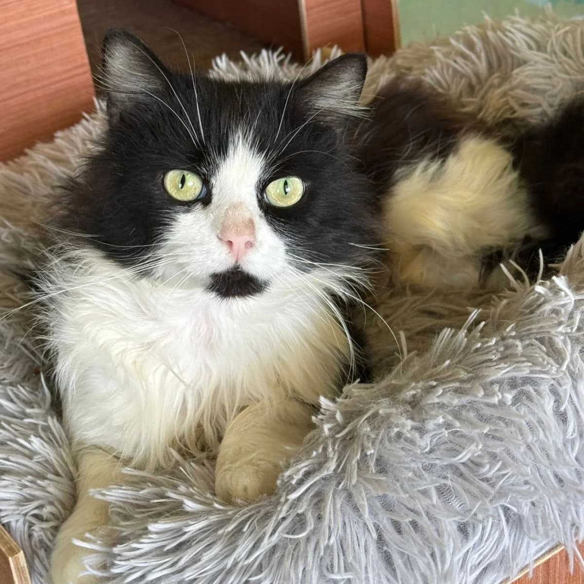 Royce, Mixed Breed (Pootjesparadijs Dierenopvangcentrum Zemst)