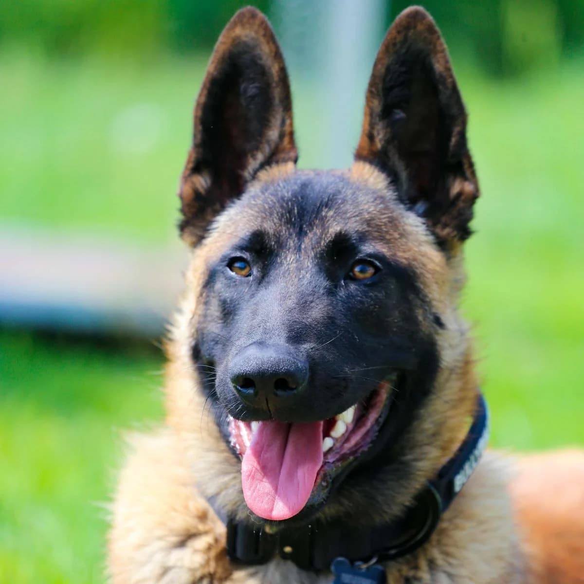 Esko, Mixed Breed (Pootjesparadijs Dierenopvangcentrum Zemst)
