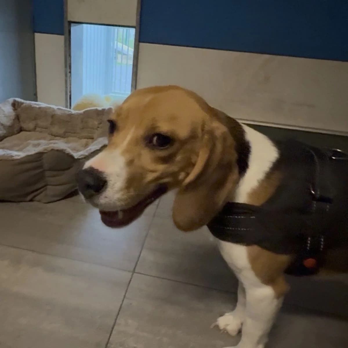 Monseigneur Barthemoleus De la Beagle, Mixed Breed (Pootjesparadijs Dierenopvangcentrum Zemst)
