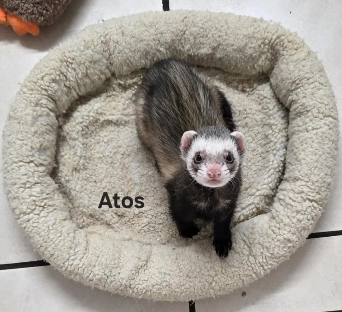 ATOS, male Mixed Breed for adoption at Protection du Furet