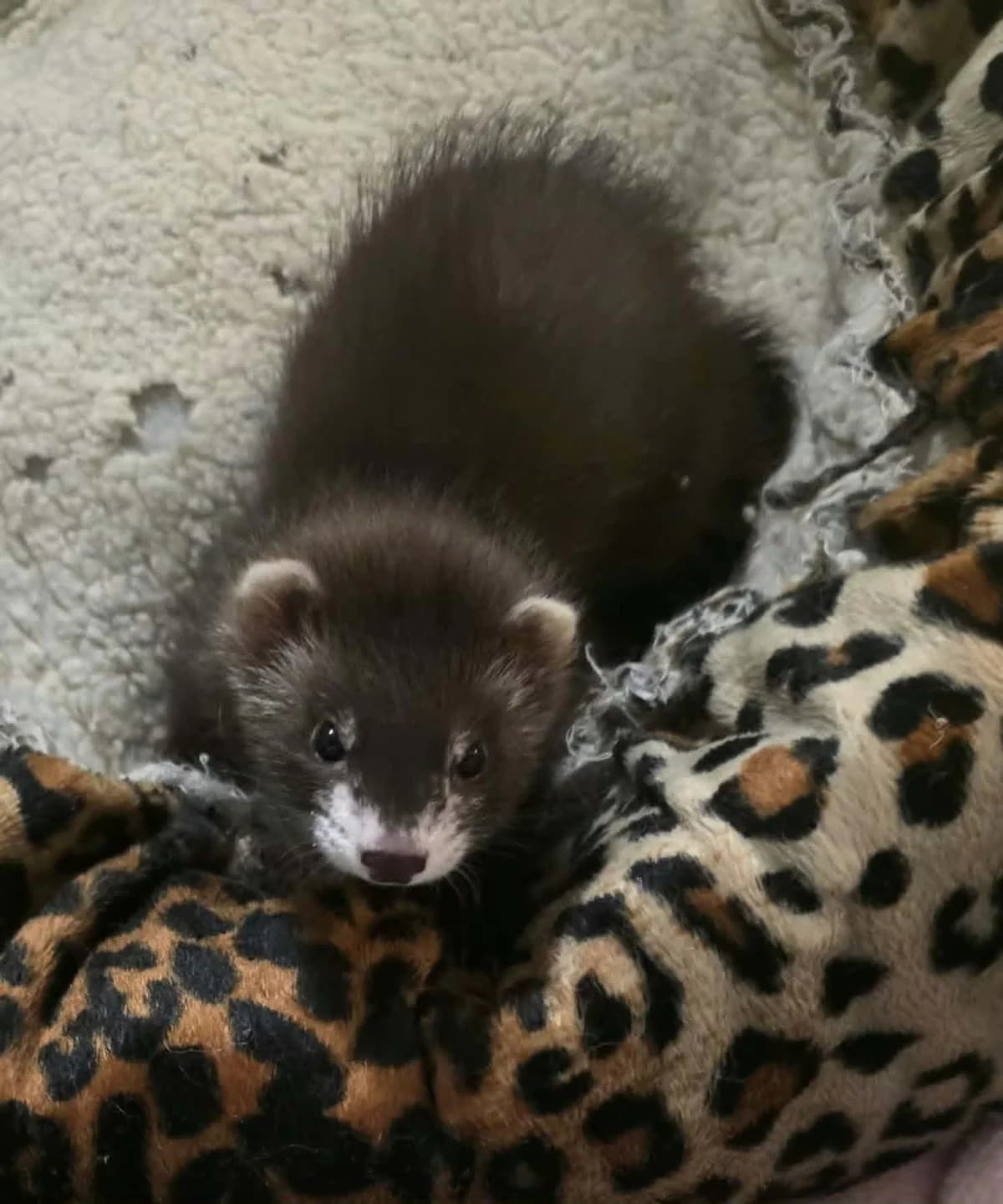 Betty, female Mixed Breed for adoption at Protection du Furet