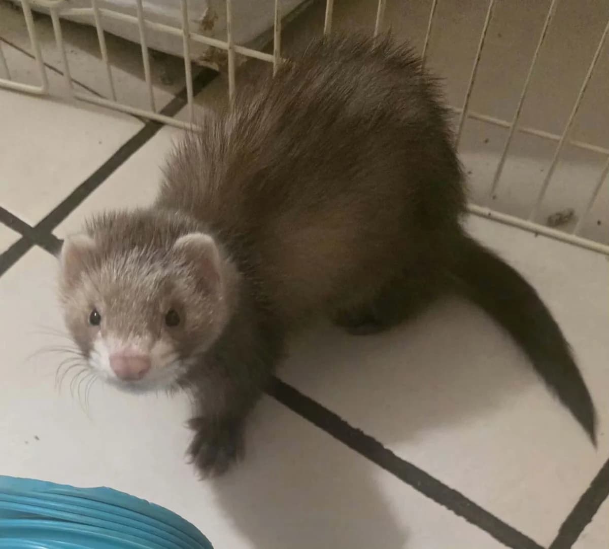Bouba, male Mixed Breed for adoption at Protection du Furet