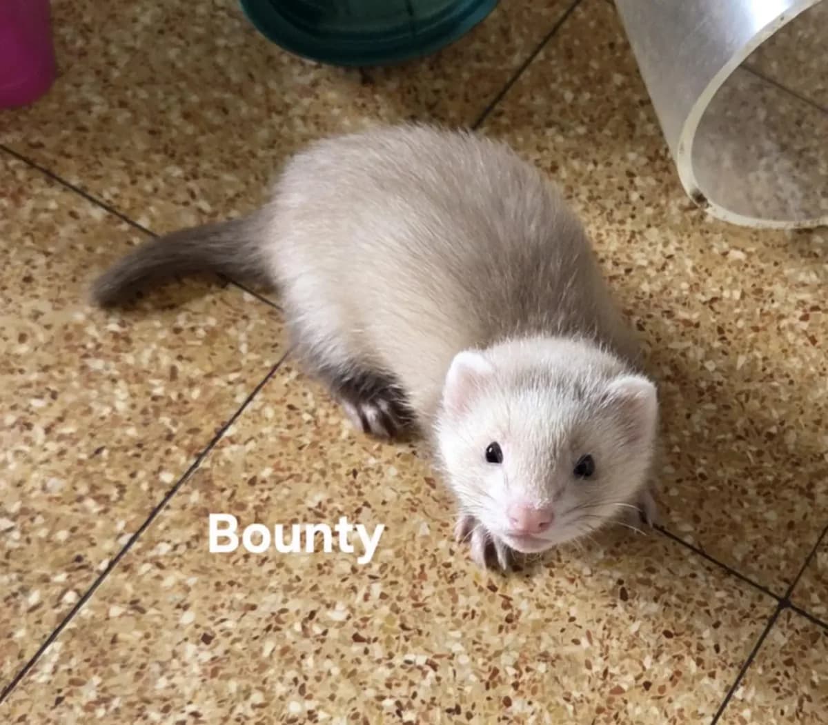 BOUNTY, male Mixed Breed for adoption at Protection du Furet