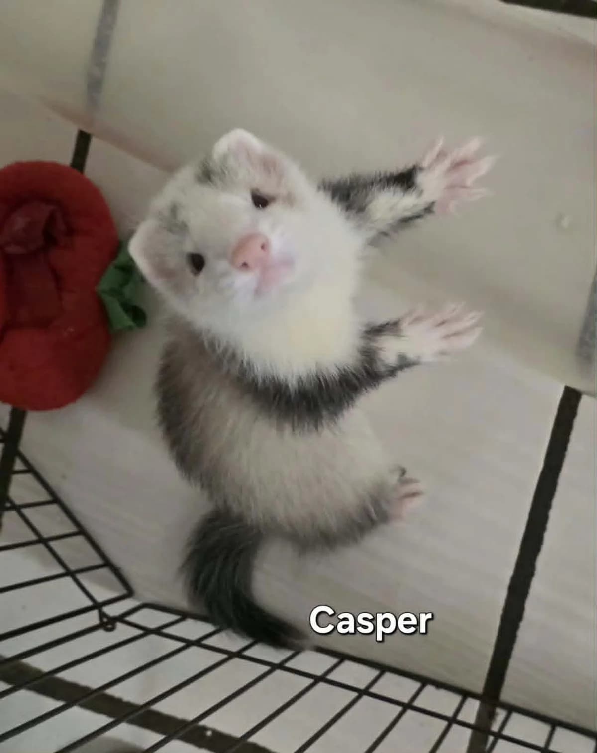 Casper, male puppy Mixed Breed for adoption at Protection du Furet