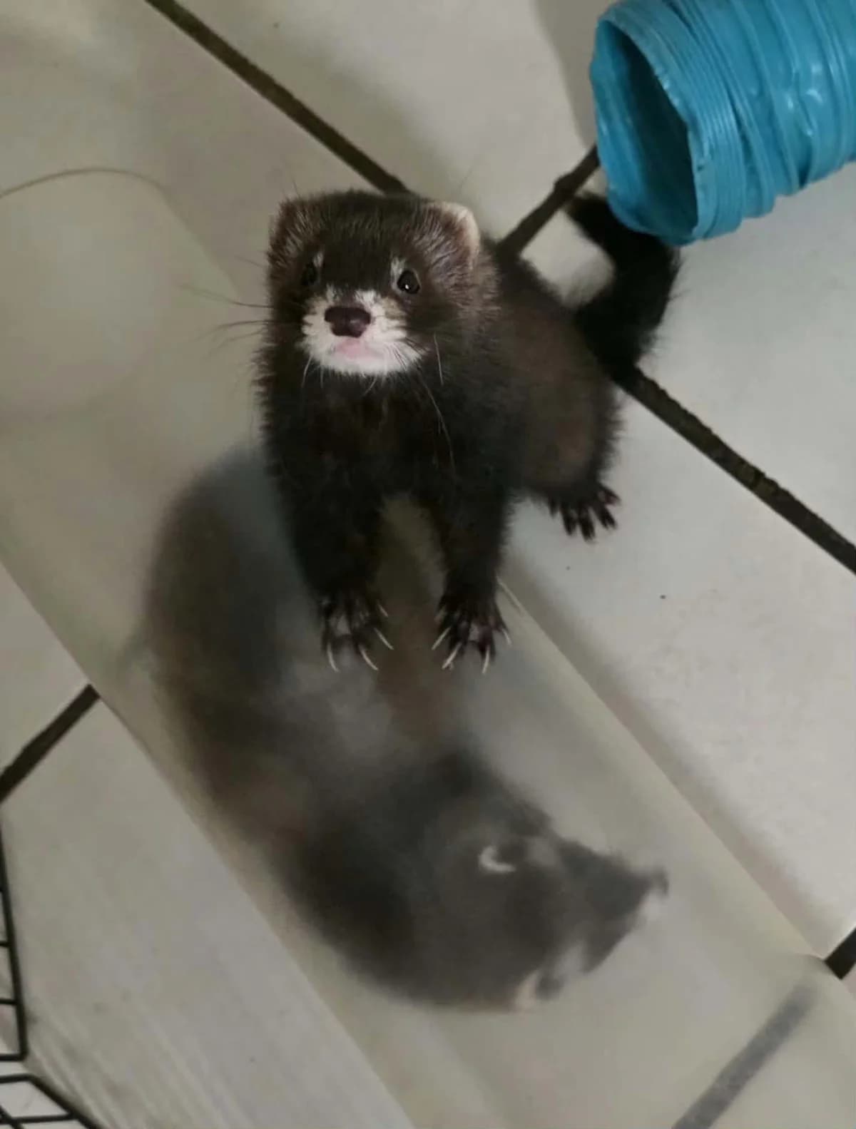 Choupy, female Mixed Breed for adoption at Protection du Furet