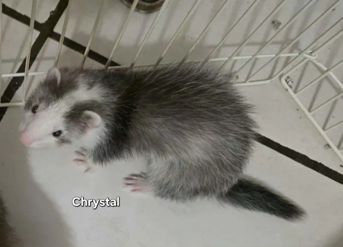 Chystal, female Mixed Breed for adoption at Protection du Furet