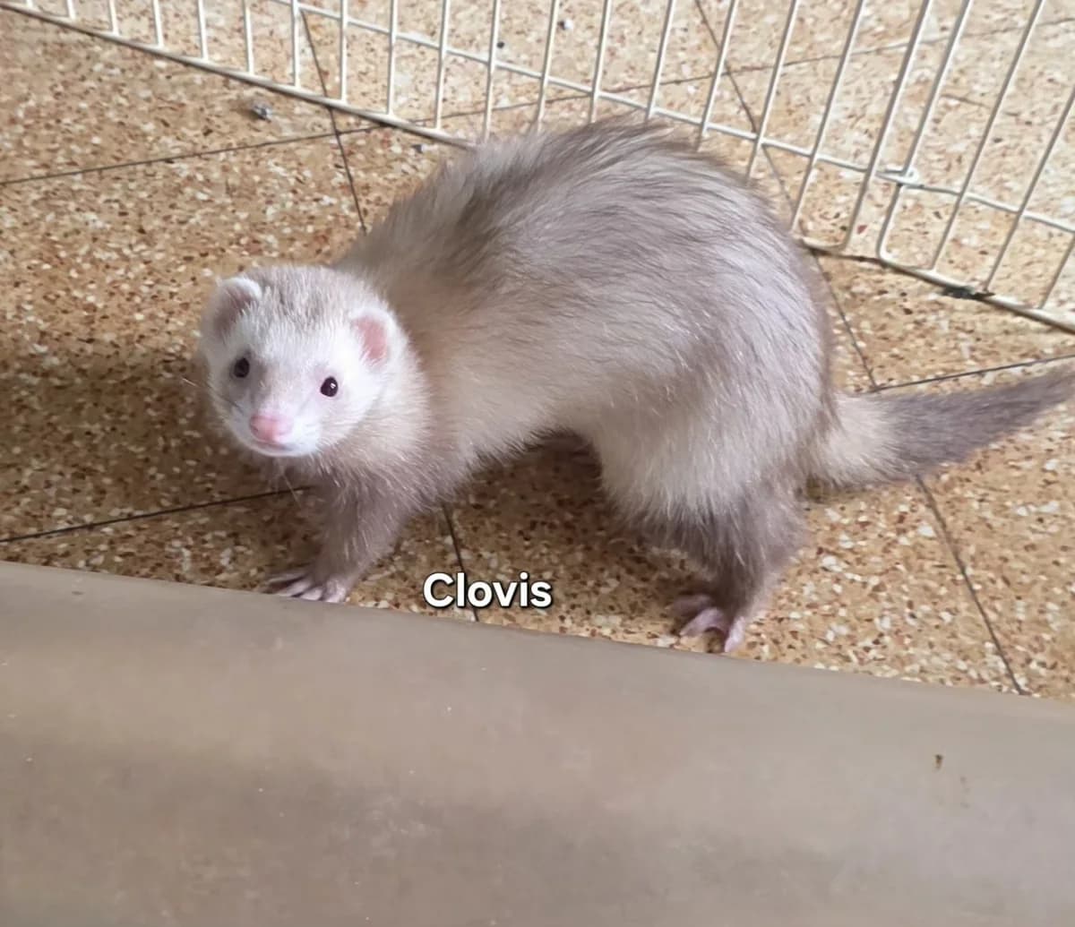 Clovis, male young Mixed Breed for adoption at Protection du Furet
