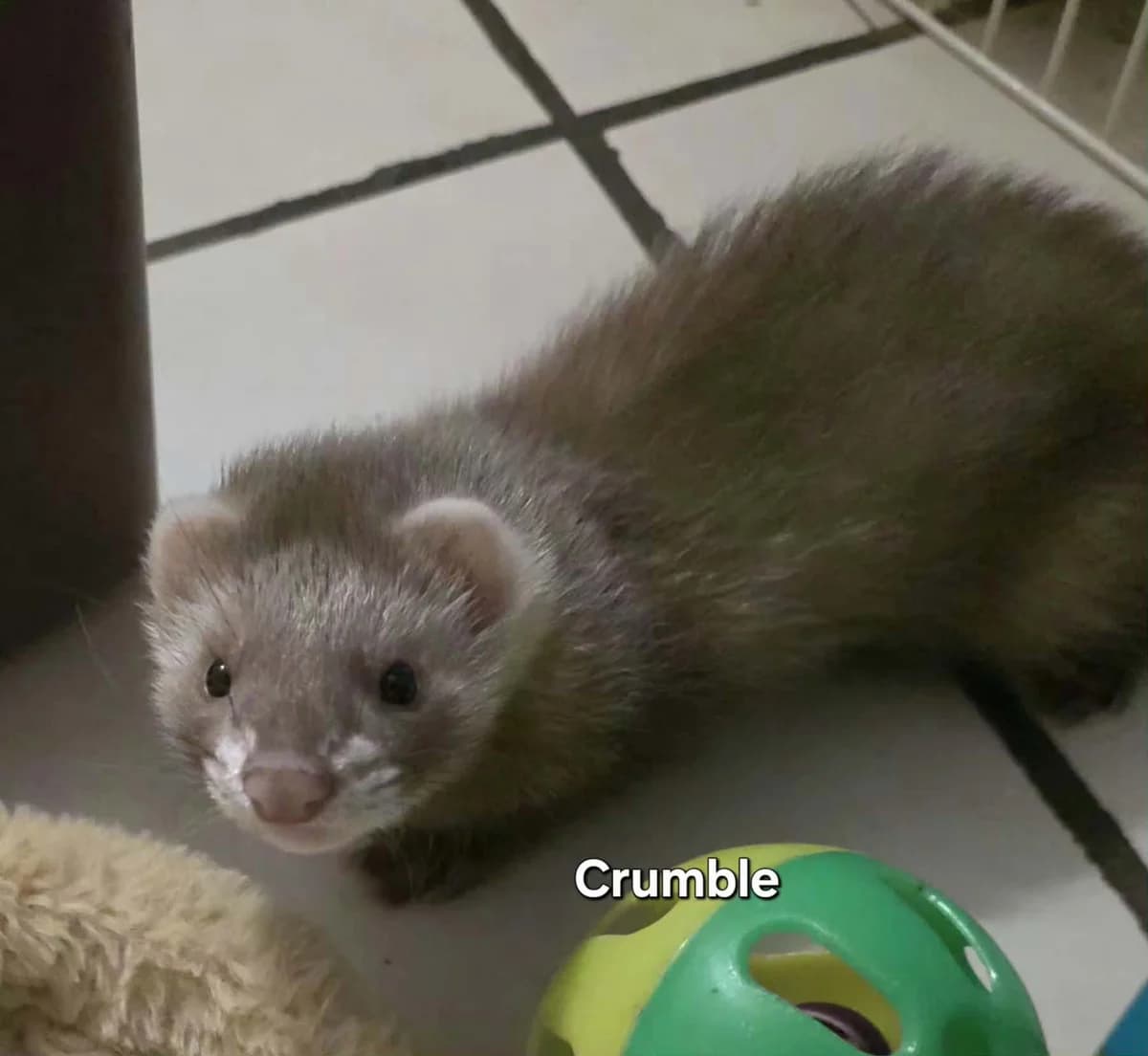Crumble, male Mixed Breed for adoption at Protection du Furet