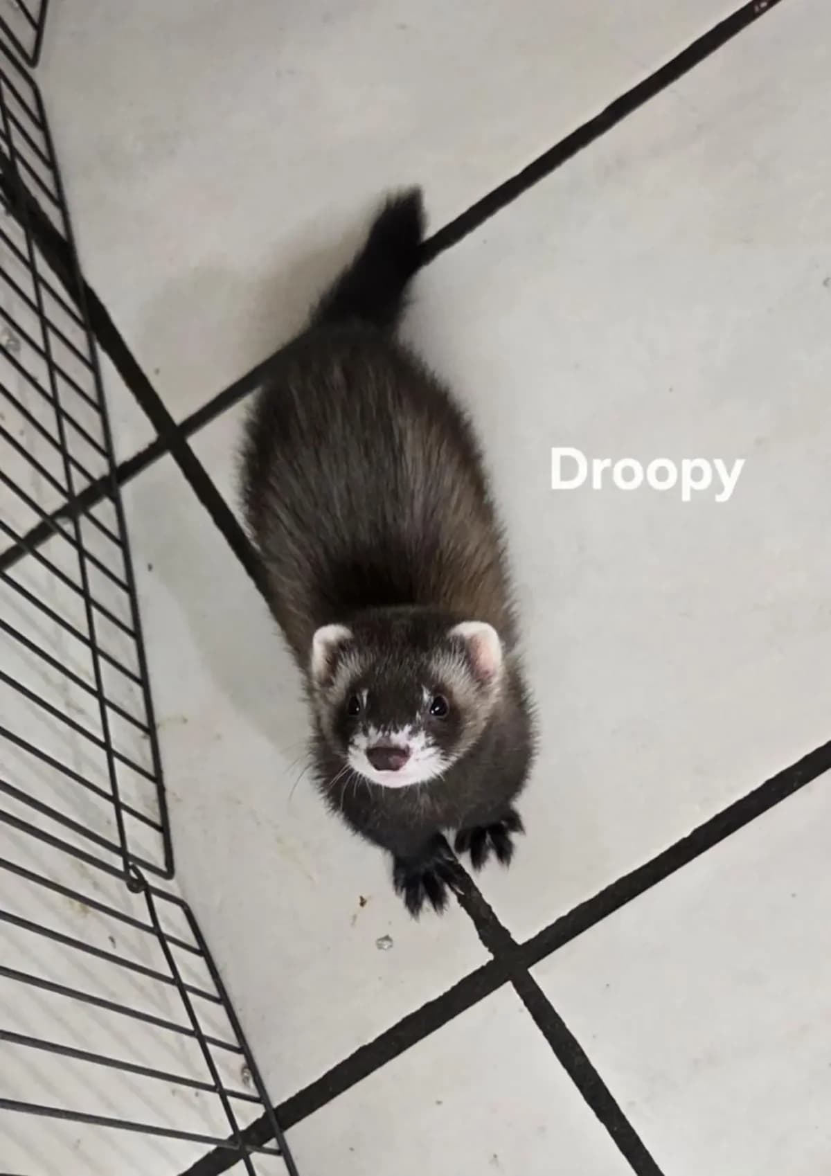 Droopy, female Mixed Breed for adoption at Protection du Furet