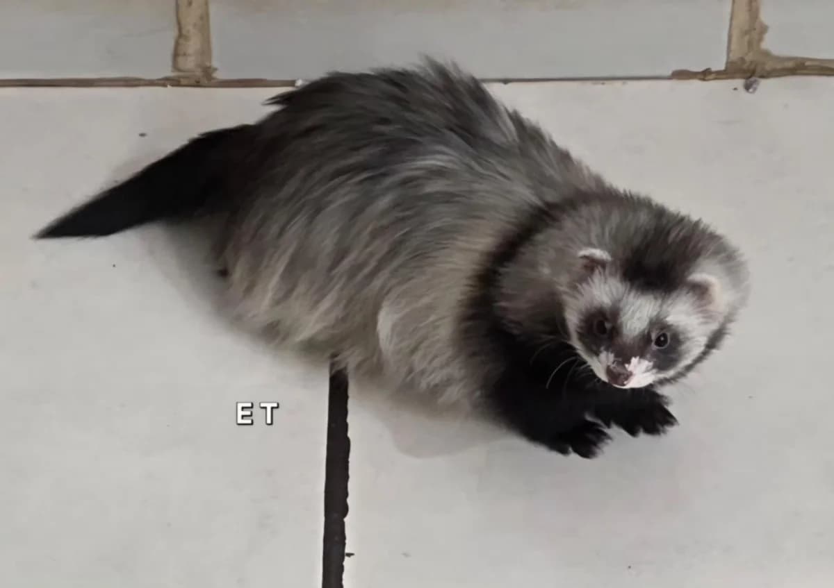 E.T., male Mixed Breed for adoption at Protection du Furet