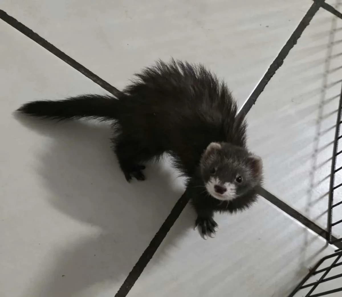 Ebony, female Mixed Breed for adoption at Protection du Furet