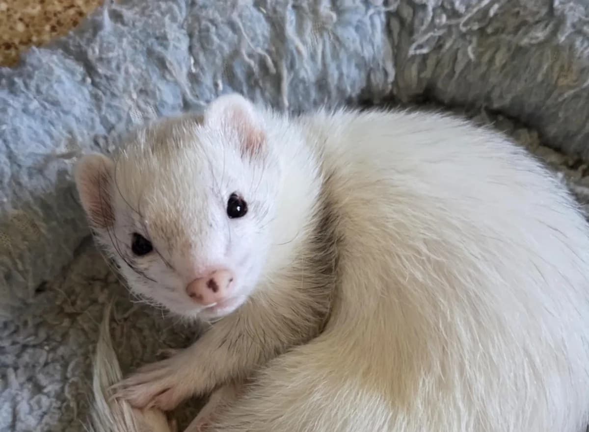 Fidji, female Mixed Breed for adoption at Protection du Furet