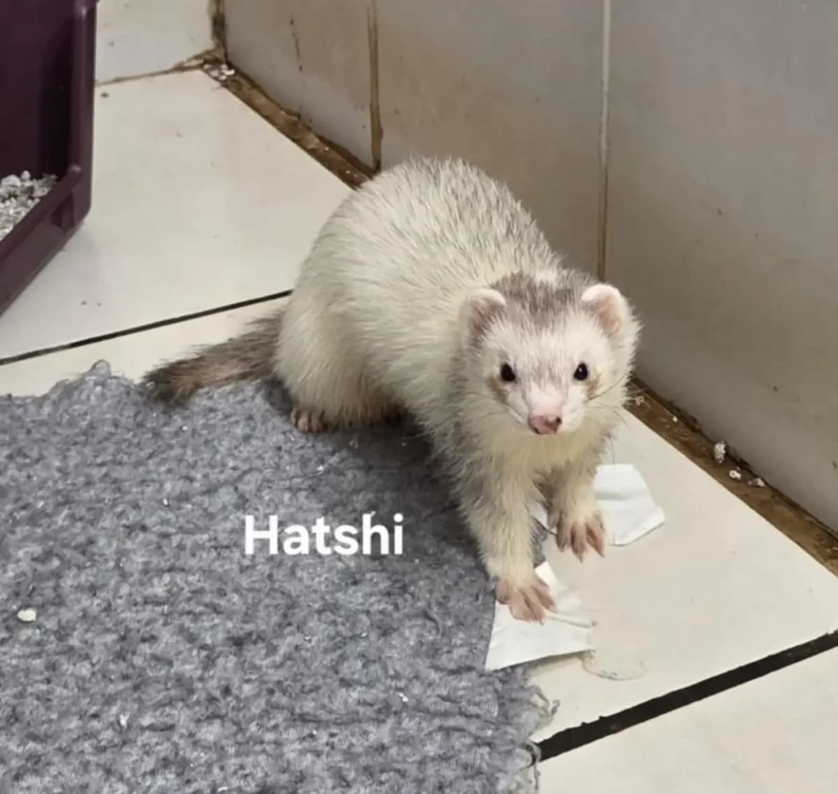 Hatshi, male Mixed Breed for adoption at Protection du Furet