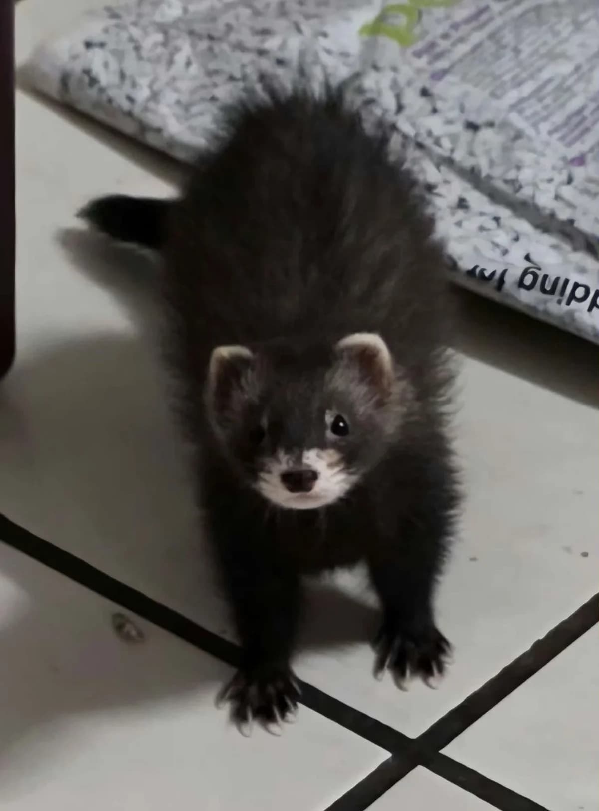 Miranda, female Mixed Breed for adoption at Protection du Furet