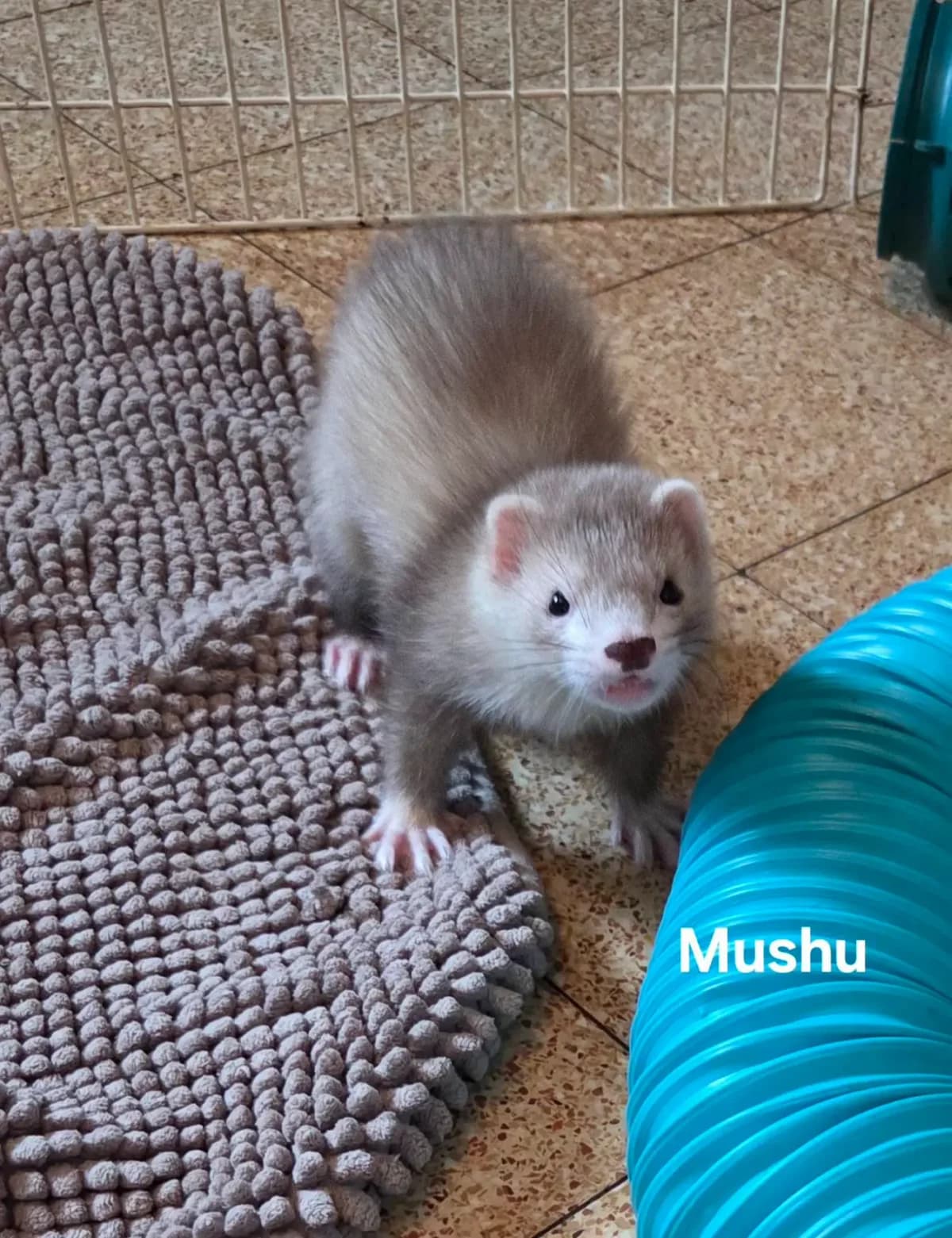 Mushu, female Mixed Breed for adoption at Protection du Furet