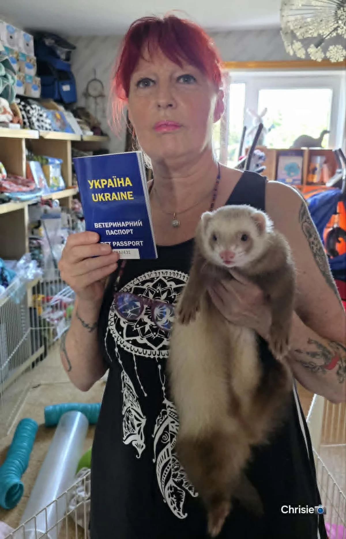 Oleg, male puppy Mixed Breed for adoption at Protection du Furet