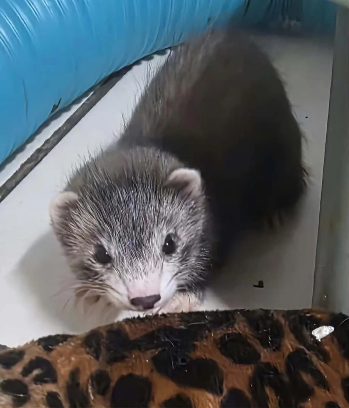 Sisi, Mixed Breed (Protection du Furet)