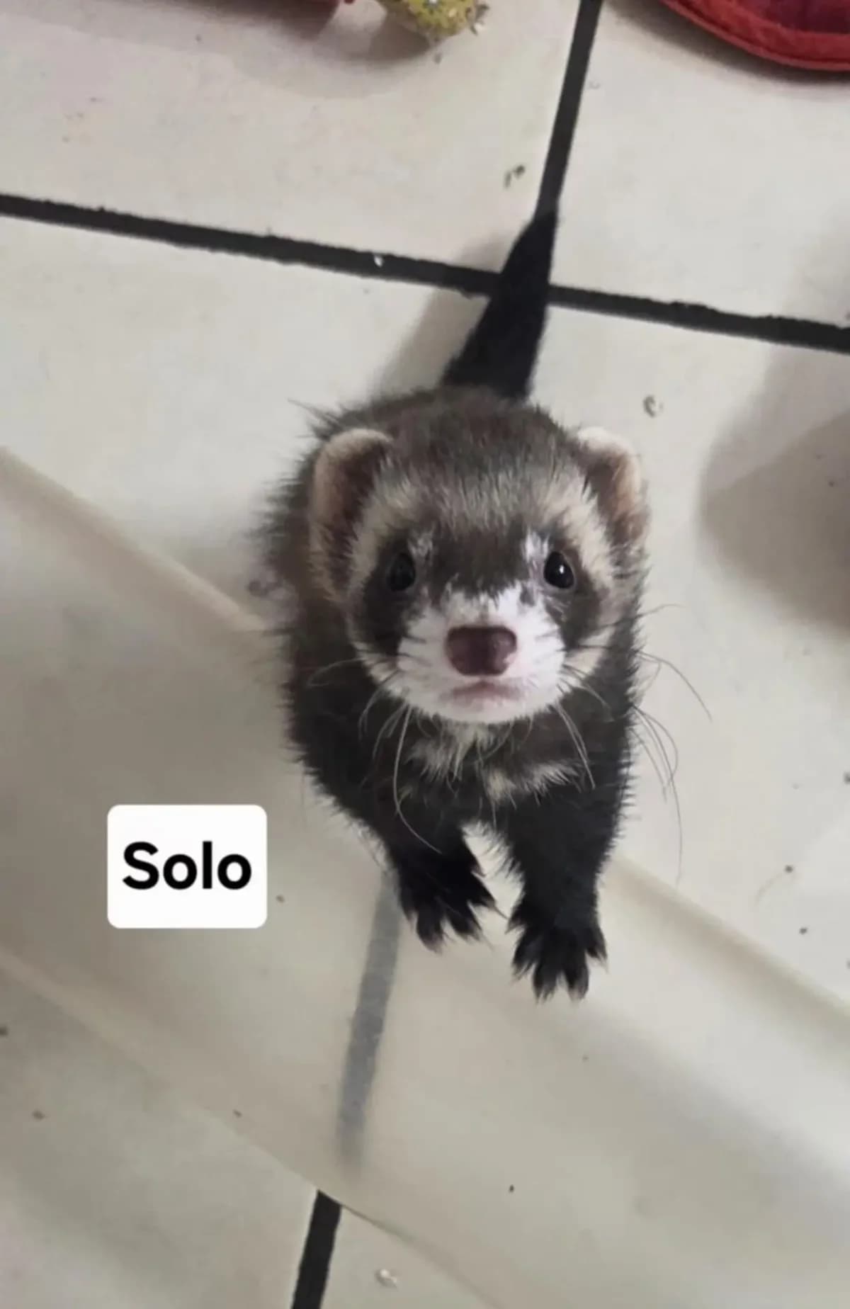 Solo, male Mixed Breed for adoption at Protection du Furet