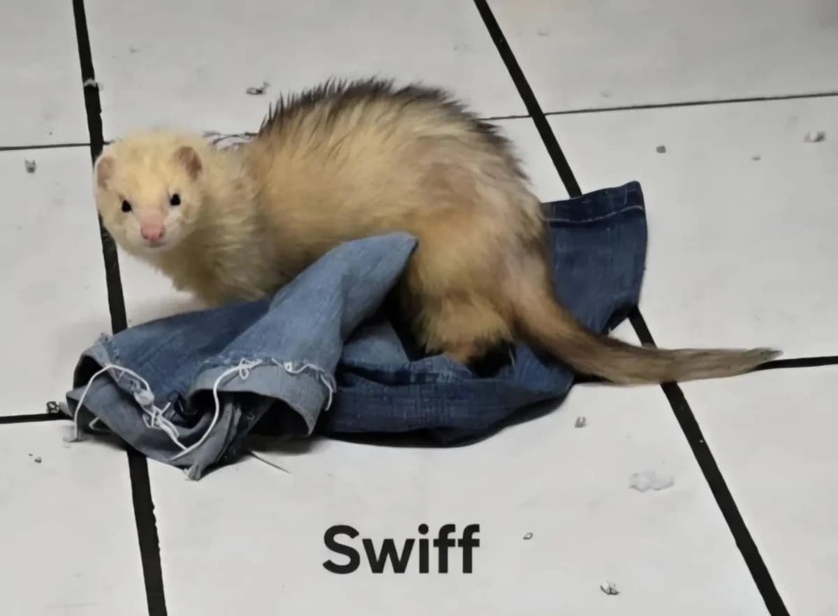 SWIFF, male puppy Mixed Breed for adoption at Protection du Furet