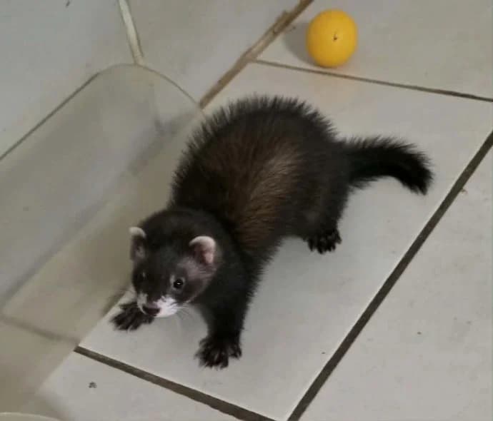 Zorro, male Mixed Breed for adoption at Protection du Furet