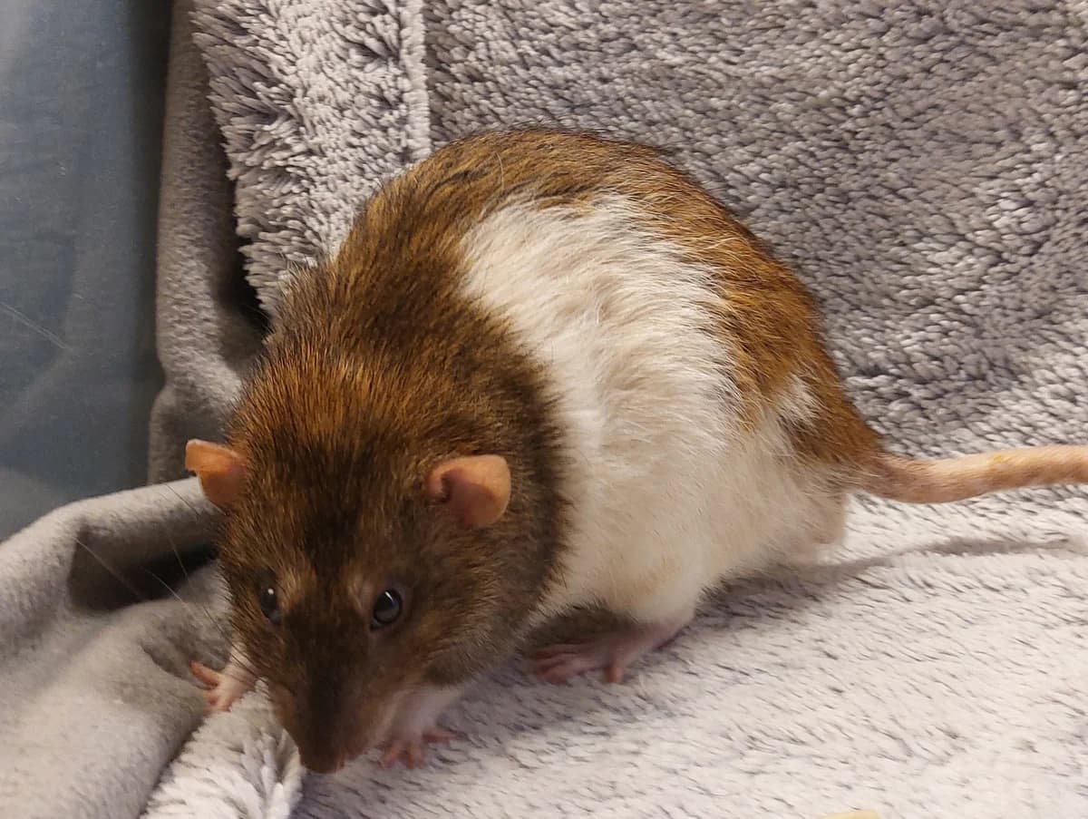 Asgaard, male young mixed breed for adoption at Rattenopvang Ratopia vzw