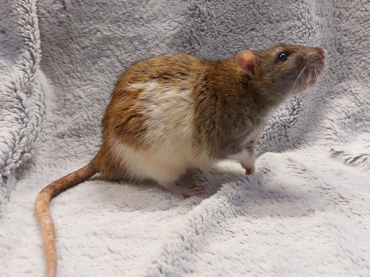 Jotumheid, male young mixed breed for adoption at Rattenopvang Ratopia vzw